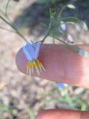 Dianella rara