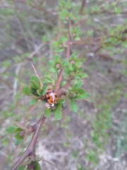 Harmonia axyridis