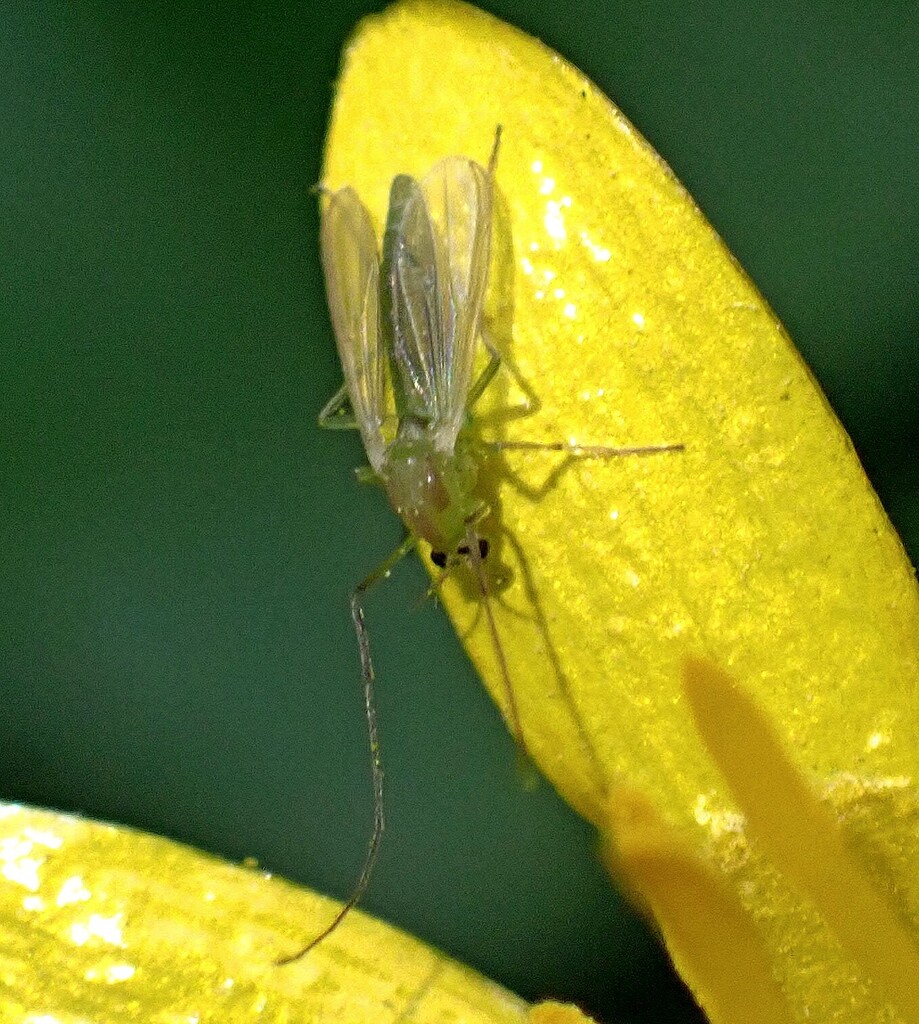 Yellow Midges Non-biting Midges from Prince's Bay, Staten Island, NY, USA on April 18 ...