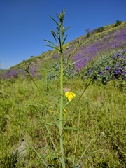 Eulobus californicus