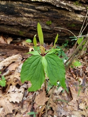 Trillium viridescens