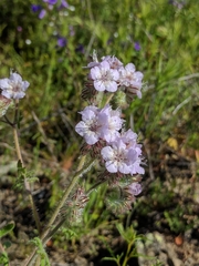 Phacelia