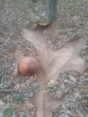 Atrusca quercuscentricola