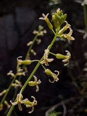 Caulanthus heterophyllus