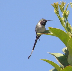 Thaumastura cora