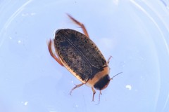 Rhantus consimilis
