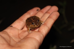 Pleurodema brachyops