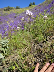 Phacelia