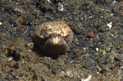 Brachysomophis crocodilinus