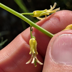 Caulanthus heterophyllus