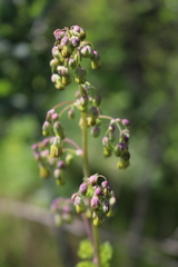 Thalictrum fendleri polycarpum