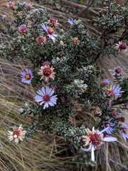 Diplostephium ericoides