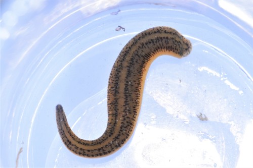 Tiger Leech