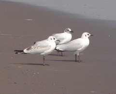 Chroicocephalus serranus