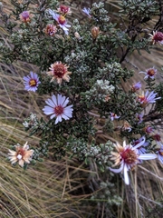 Diplostephium ericoides