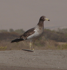 Larus belcheri