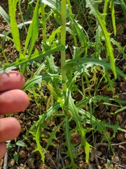 Caulanthus heterophyllus