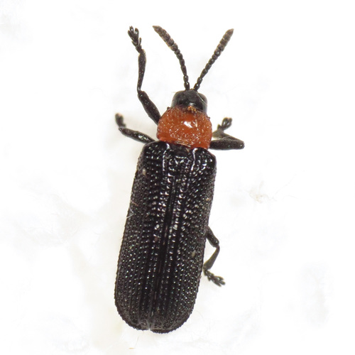 Chalepus walshii photo 3