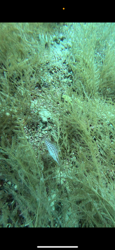 Oxycirrhites typus