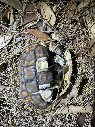 Homopus areolatus