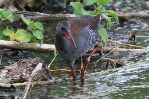 iNaturalist image
