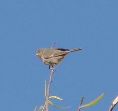 Conirostrum tamarugense