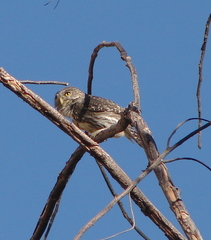 Glaucidium peruanum