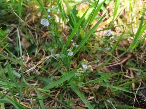 thyme-leaved speedwell