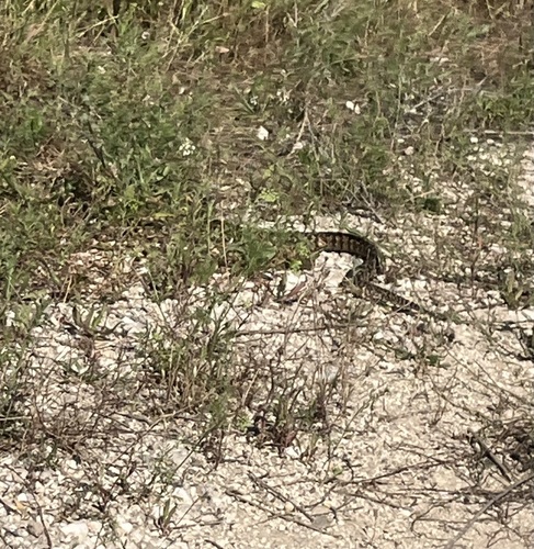 Palestine Viper