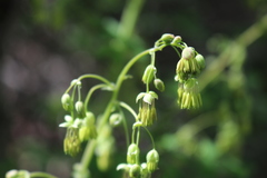 Thalictrum fendleri polycarpum