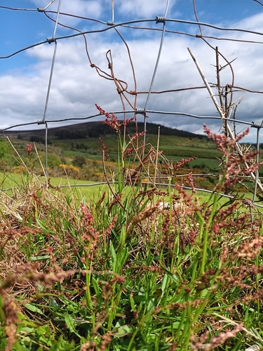 Sheep's sorrel