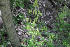 Thalictrum fendleri polycarpum