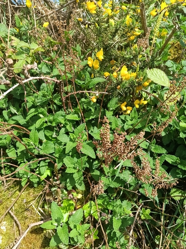 woodland germander