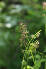 Thalictrum fendleri polycarpum