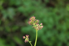 Thalictrum fendleri polycarpum