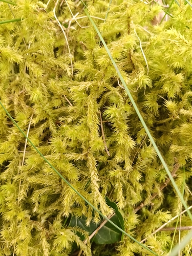 rough goose neck moss