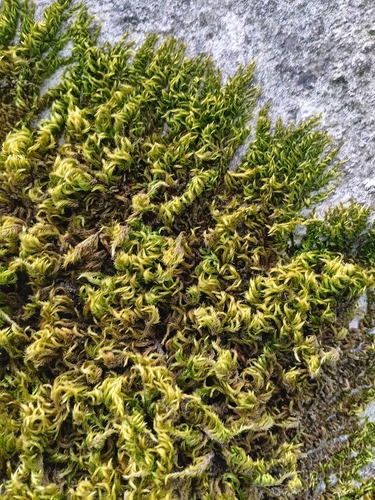 Silky Wall Feather-moss
