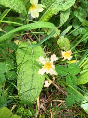 Primrose