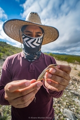 Farr's Alligator Lizard photo 4