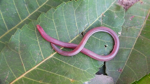 Carvalho Worm Lizard, Amphisbaena carvalhoi