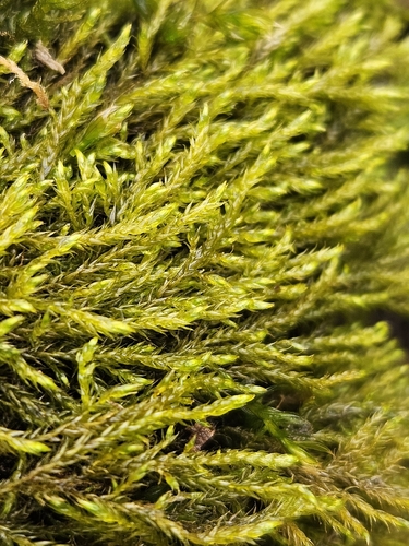 Hygroamblystegium tenax observed 2026-05-09