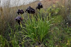 Iris atrofusca
