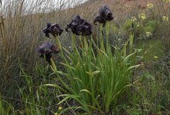 Iris atrofusca