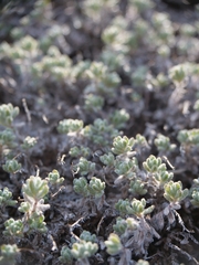 Teucrium cyprium, photograph (c) Marios Thoma, some rights reserved (CC BY)