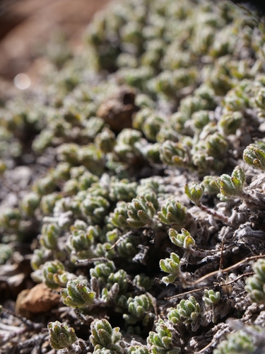 Teucrium cyprium, photograph 4