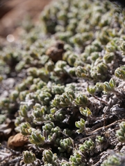 Teucrium cyprium, photograph (c) Marios Thoma, some rights reserved (CC BY)