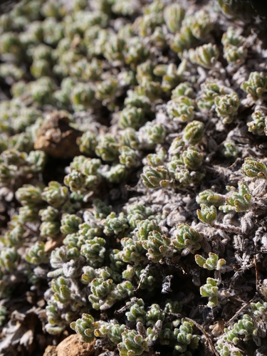 Teucrium cyprium, photograph 3