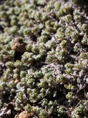 Teucrium cyprium, photograph (c) Marios Thoma, some rights reserved (CC BY)