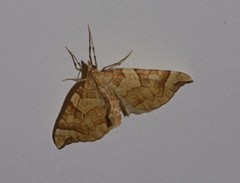 Eulithis propulsata