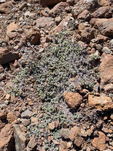 Teucrium cyprium, photograph 5